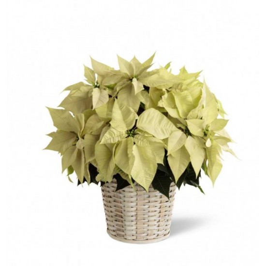 Le Poinsettia blanc - 8 pouces Le Poinsettia blanc - 8 pouces